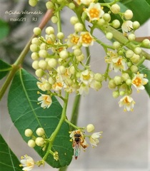 Tetragonisca angustula