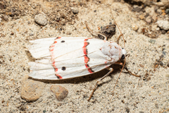 Cyana perornata