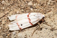 Cyana perornata