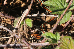 Thamnophis sirtalis tetrataenia