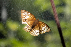 Adoliadini