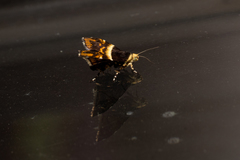 Choreutis argoxantha