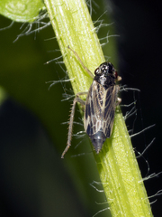 Evacanthus acuminatus