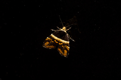 Choreutis argoxantha