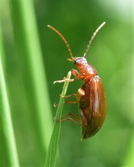 Gonodera luperus