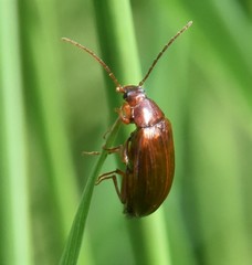 Gonodera luperus
