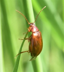 Gonodera luperus