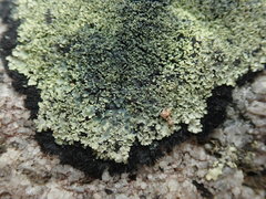 Pannaria athroophylla