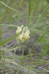 Astragalus reduncus
