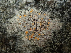 Brigantiaea chrysosticta