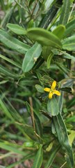Cneorum tricoccon