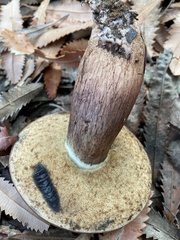 Tylopilus brunneus