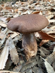 Tylopilus brunneus