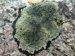 Pannaria athroophylla