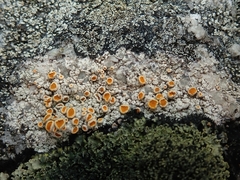 Brigantiaea chrysosticta