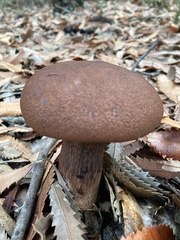 Tylopilus brunneus