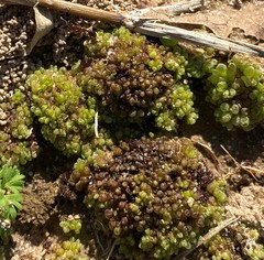 Sphaerocarpos texanus