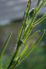 Erigeron floribundus
