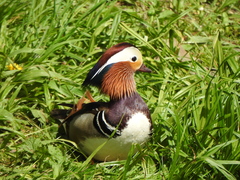Aix galericulata