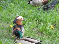 Aix galericulata
