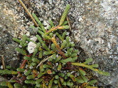Kelleria lyallii
