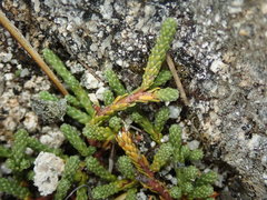 Kelleria lyallii