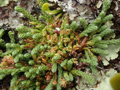 Kelleria lyallii