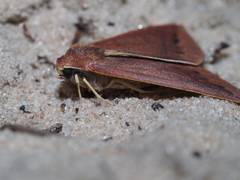 Cycloprorodes melanoxysta