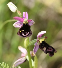 Ophrys bertolonii benacensis