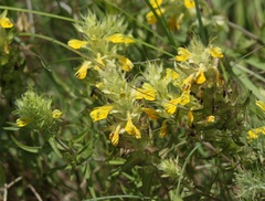 Melampyrum carstiense