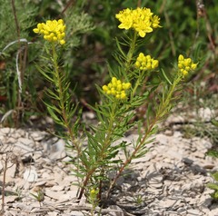 Haplophyllum patavinum