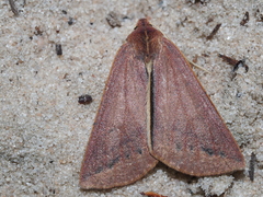 Cycloprorodes melanoxysta