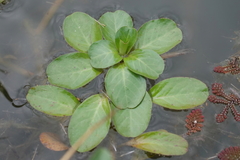 Ludwigia peploides montevidensis