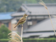 Acrocephalus orientalis