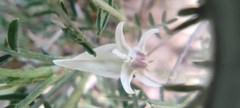 Astragalus balearicus