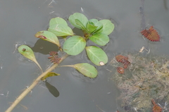 Ludwigia peploides montevidensis