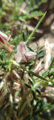 Astragalus balearicus