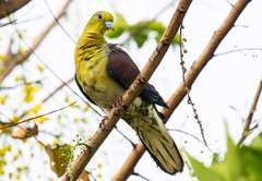 White-Bellied Green Pigeon photo 3