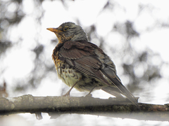 Turdus pilaris