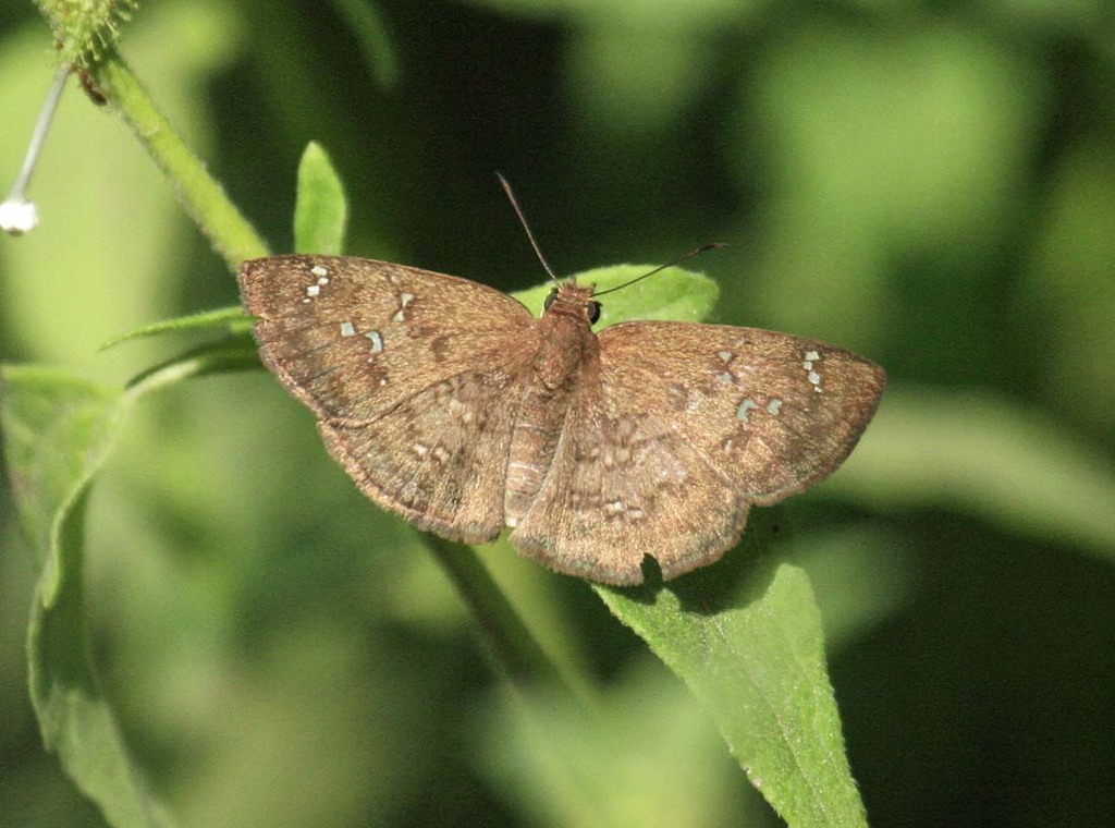 Hoary-Skippers