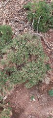 Astragalus balearicus