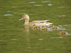 Anas platyrhynchos