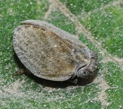Palmallorcus