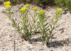 Haplophyllum patavinum