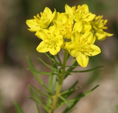 Haplophyllum patavinum