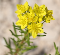 Haplophyllum patavinum
