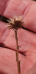 Celmisia glandulosa