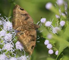 Arteurotia tractipennis