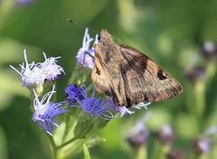 Arteurotia tractipennis