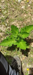 Pastinaca lucida